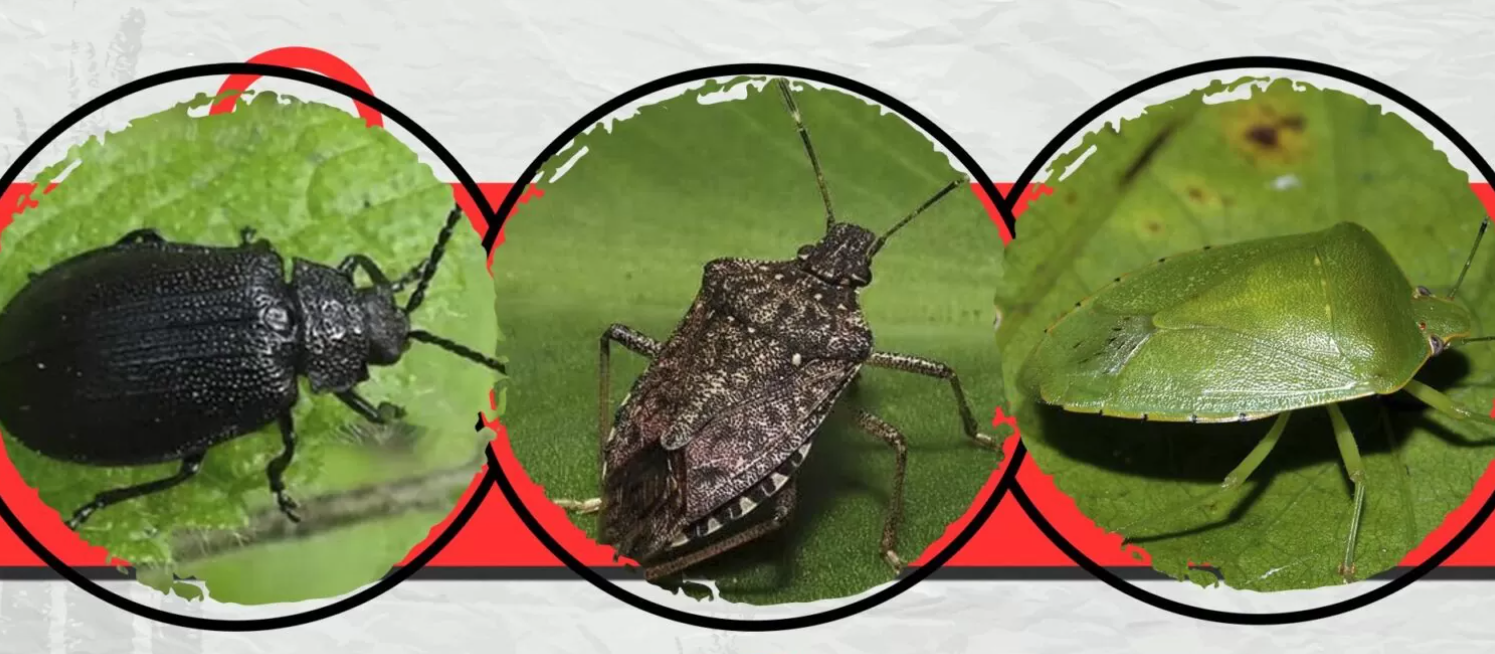 Sivrisinek İlaçlama