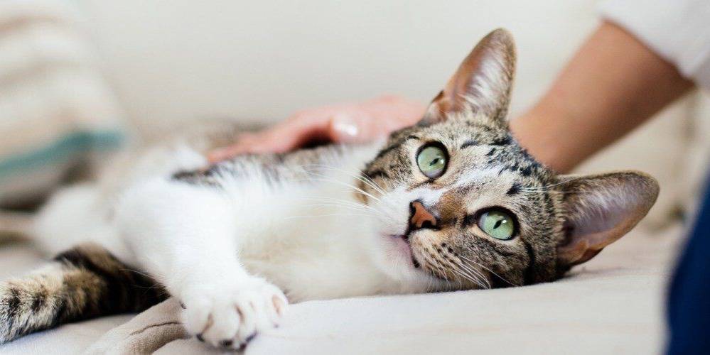 Evcil Hayvanları Korumak