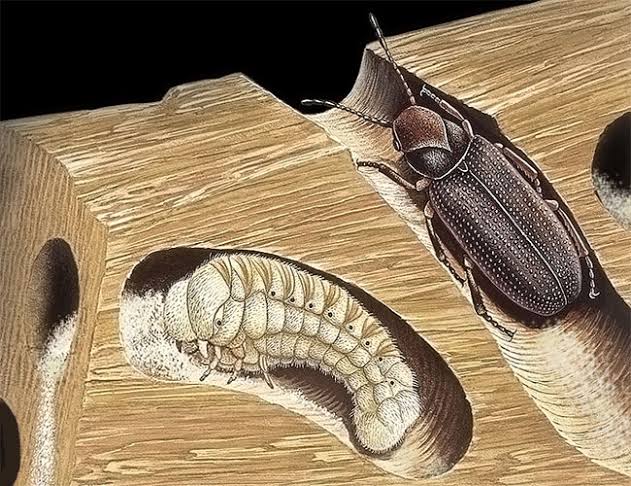 Sivrisinek İlaçlama